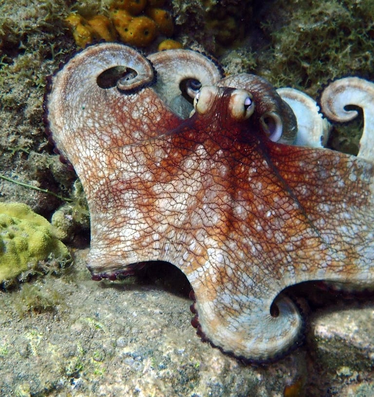 Aquarium Voyage France Guadeloupe