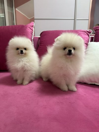 Pomeranian Puppy