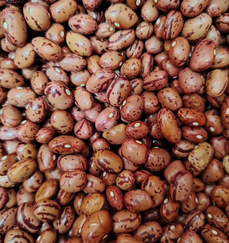 Frijol variedad Andino grano ovalado y suave cosechado en montañas del Tolima