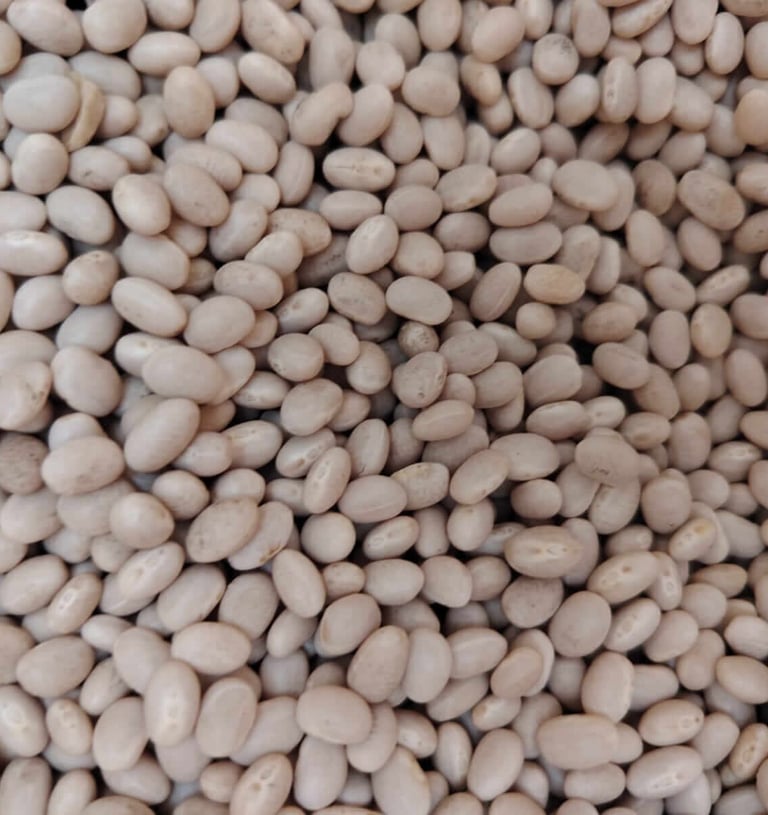 Frijol variedad Blanquillo o Cabecita Negra grano pequeño y blanco crema