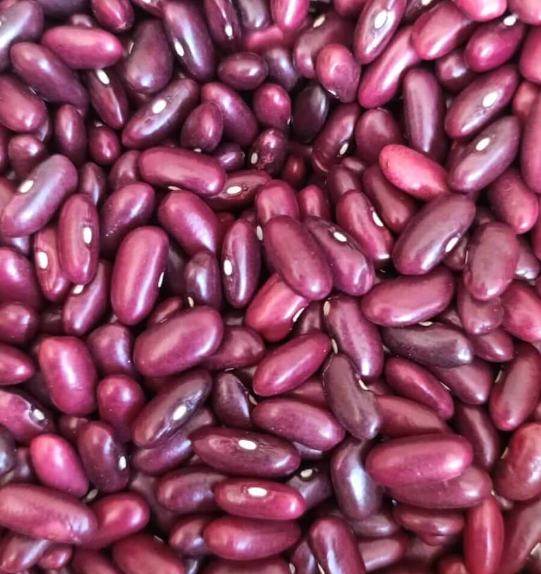 Frijol variedad Duva color púrpura rojizo sólido alto en hierro Cajamarca