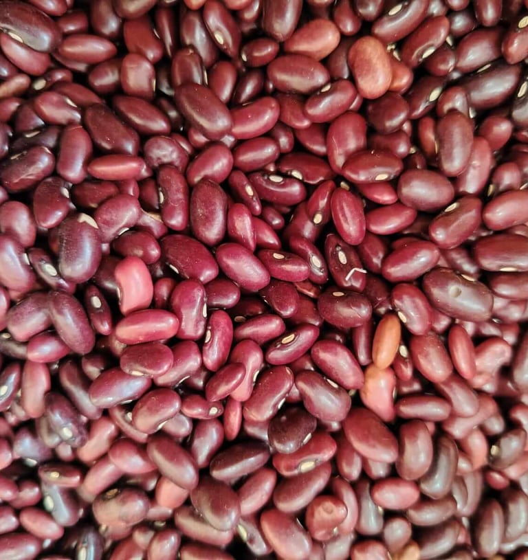 Frijol variedad Palicero grano rústico y rendidor cultivo tradicional