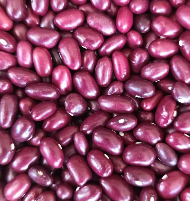 Frijol variedad Radical grano vigoroso y de sabor intenso agricultura local