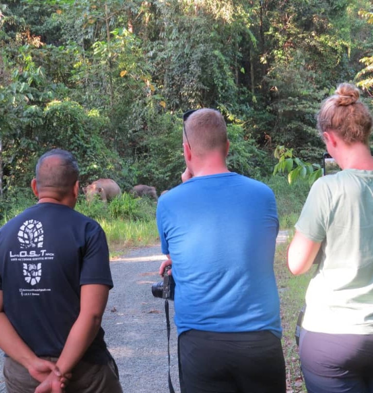 three people standing on a old logging road in the jungle observing pygmy elephant