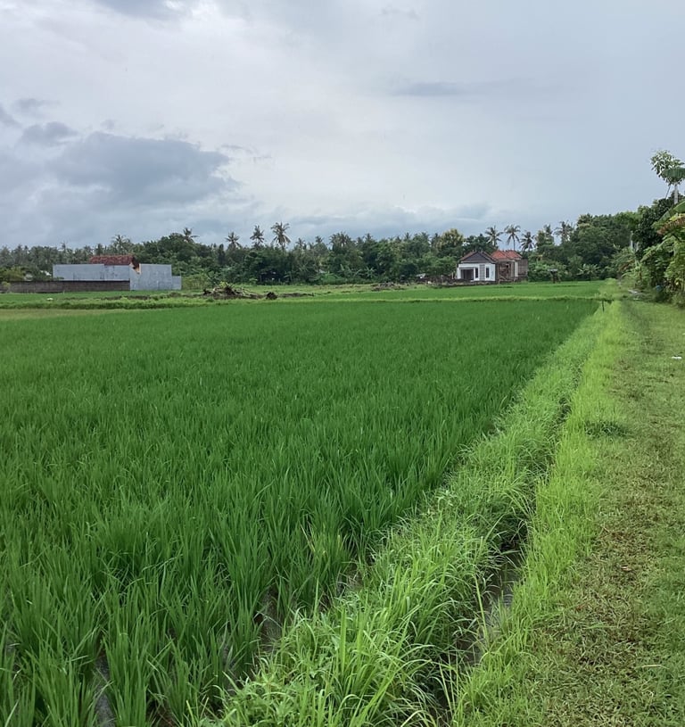 Di sewakan lahan tanah kosong view sawah  punya saya sendiri  di jalan nyuh sanghyang lovina bulelen