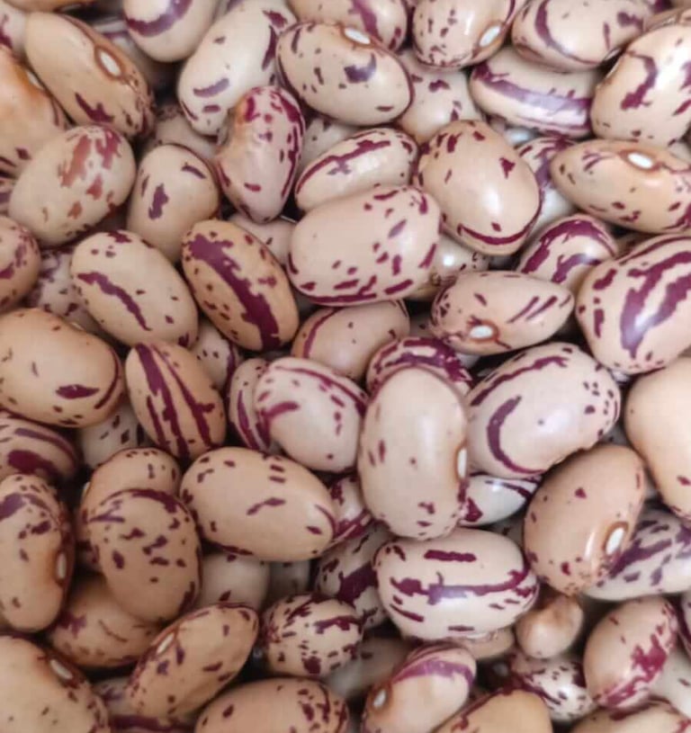 Frijol Cargamanto Blanco cremoso con vetas rojas producto agrícola del Tolima