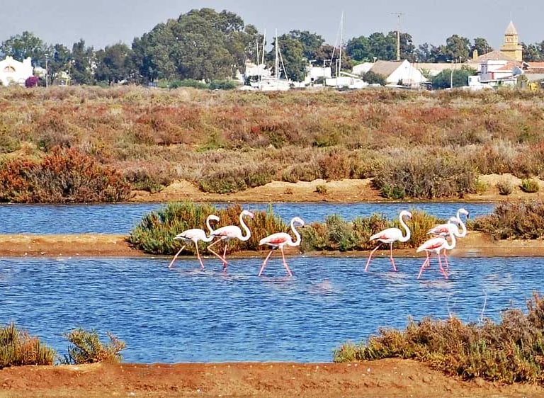 A flock of pink flamingos wading through the ria formosa in portugal