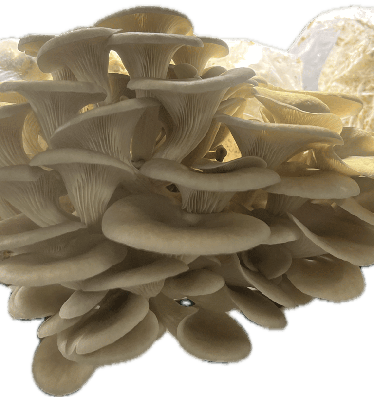 A cluster of fresh blue oyster mushrooms growing from a substrate block in a dark room.