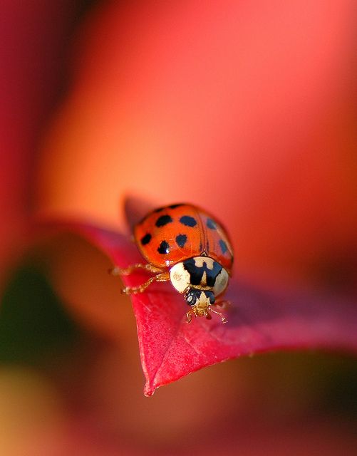 Ladybug sitting on a leaf