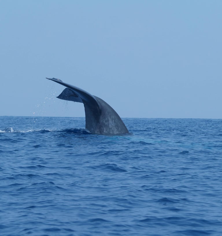 Sri Lanka Blue whale