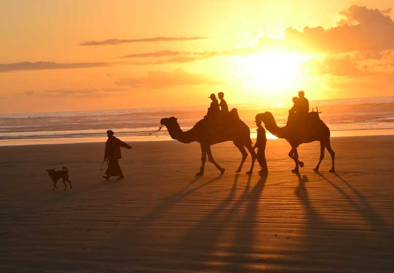 dromadaire agadir