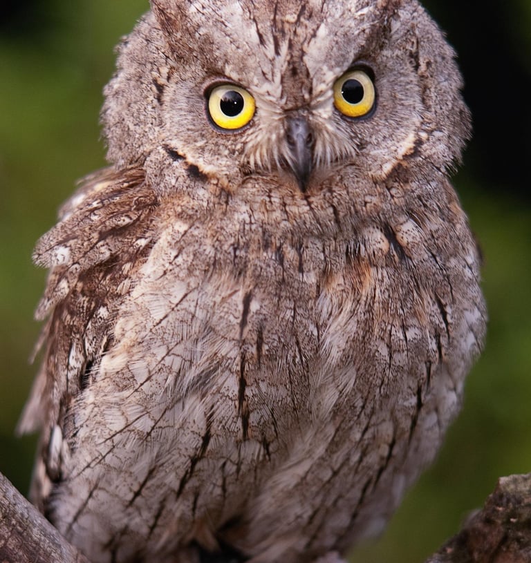 a small owl owl owl owl owl owl owl owl owl owl owl owl owl owl