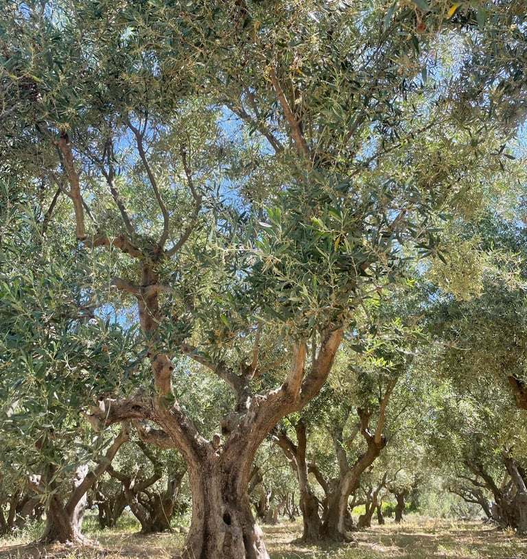 Nuotrauka Kūrybos sodas svetainėje, skirta pristatyti kūrybines prekinio ženklo grupes moterims