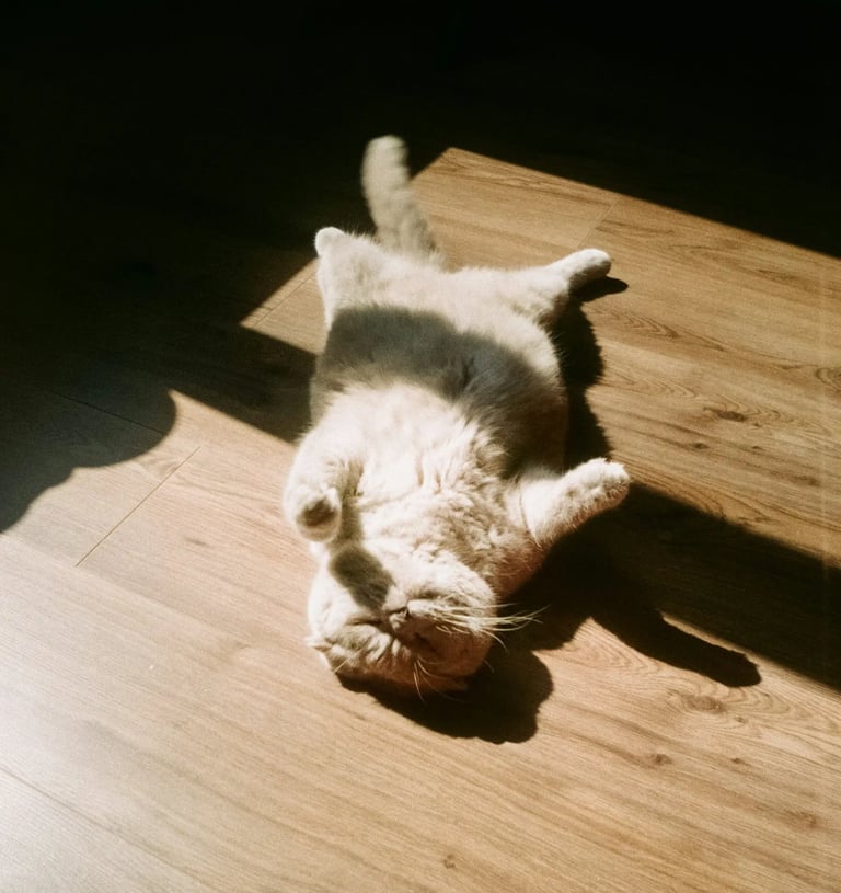 Cat lying on wooden floor in sunlight like savasana yoga pose, everyday essentials