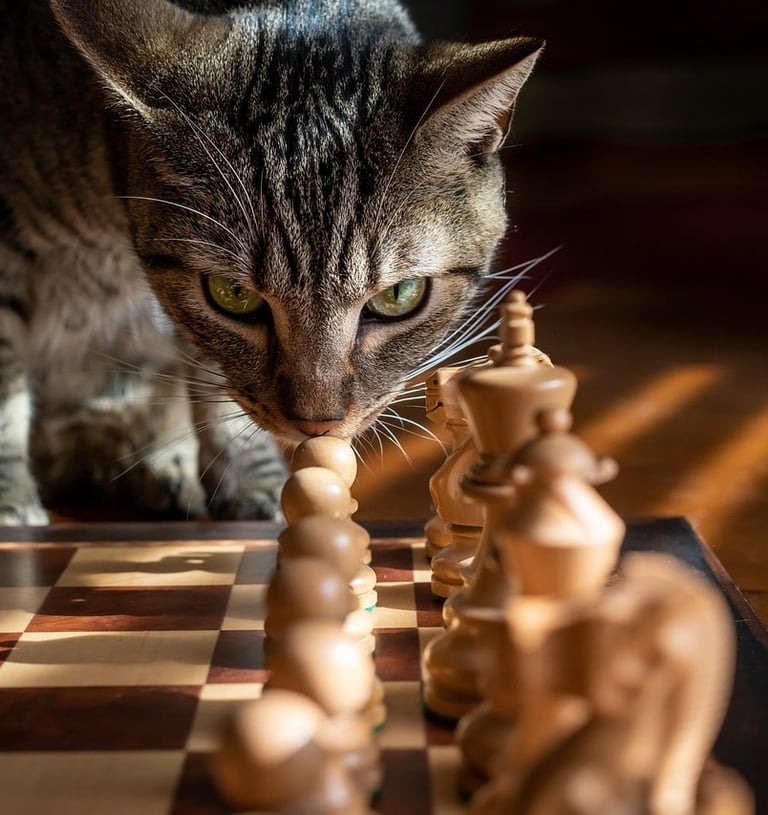 chat et échecs