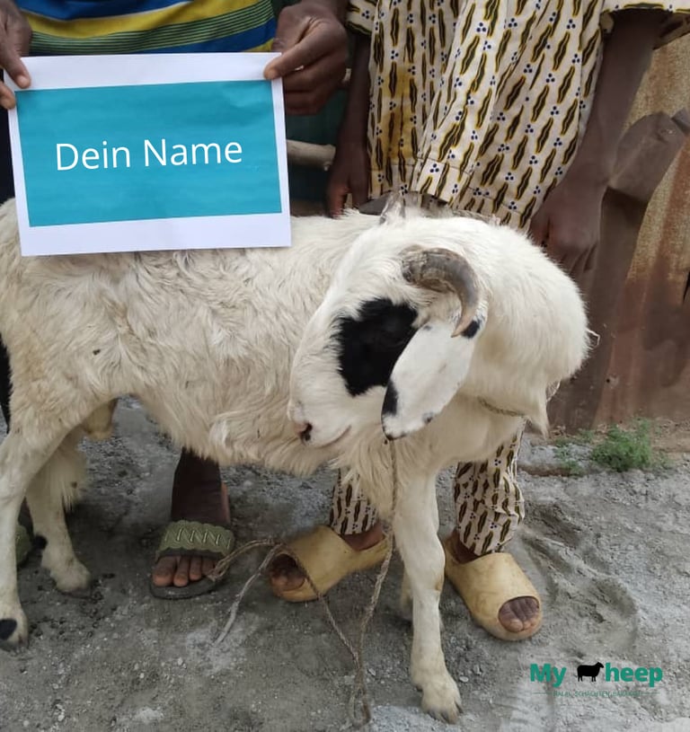 Opfertier Schaf Kurban