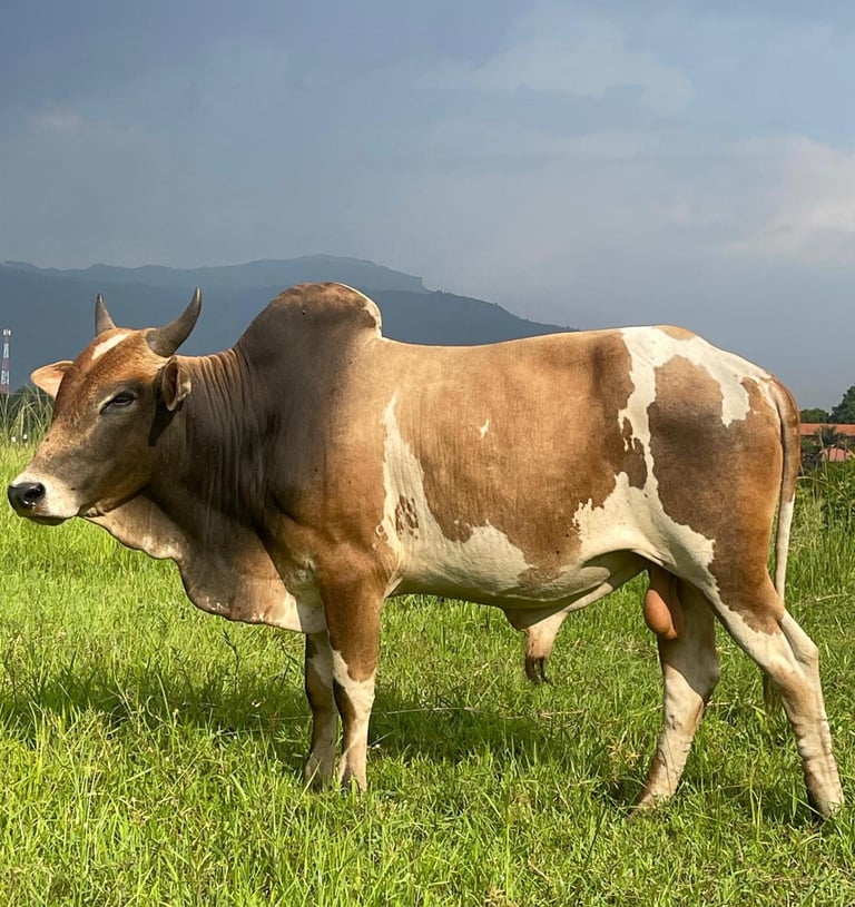 Kurban Kuh Eid ul-Adha