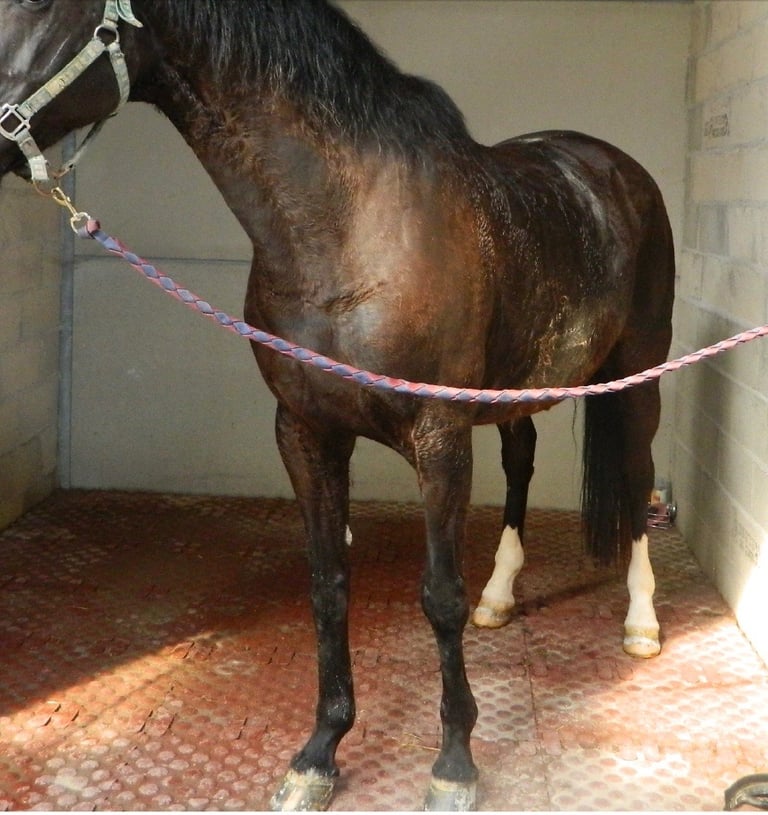 Douche chevaux