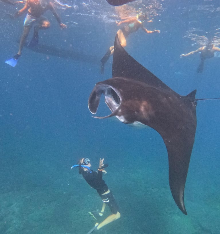 A group of snorkelers swim underwater with a large black manta ray in the ocean.
