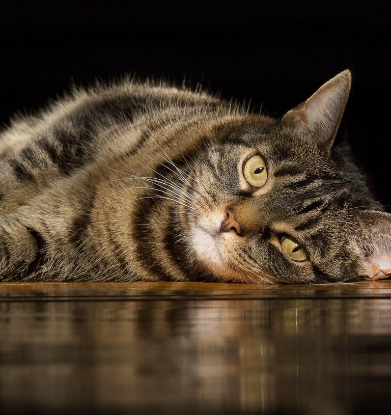 montreal dog cat photographer Ilana Block