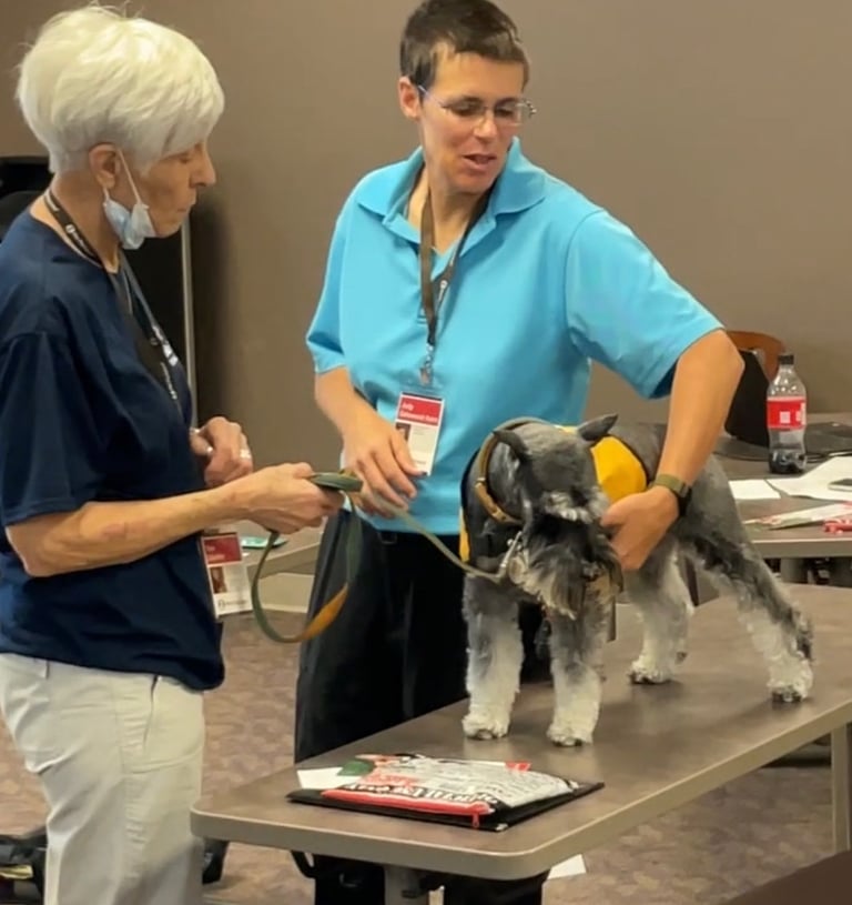 Tender Paws member practicing an initial screening on a schnauzer.