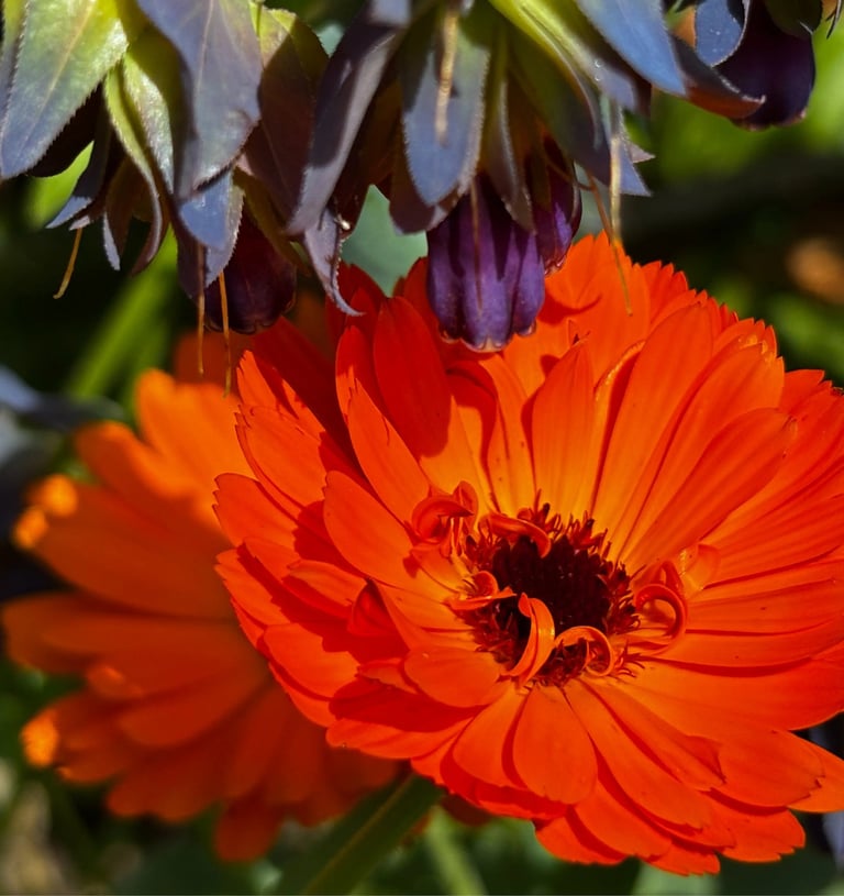 CALENDULA 'NEON' AND CERINTHE