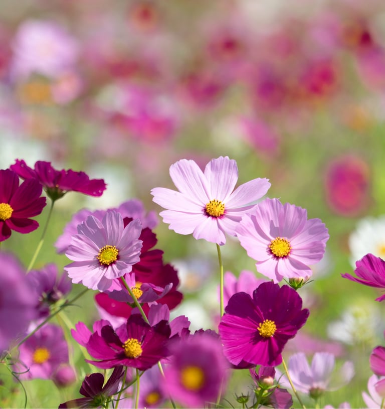 COSMOS | Various varieties