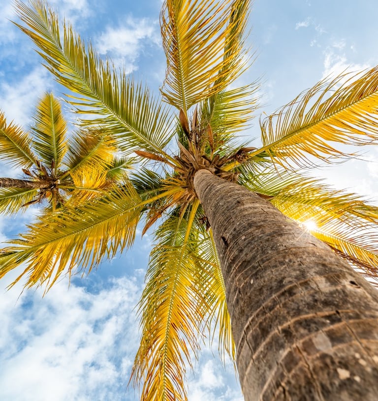 a palm tree with a blue sky and clouds in the background