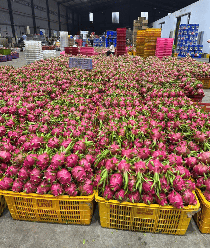 dragon fruit sorting