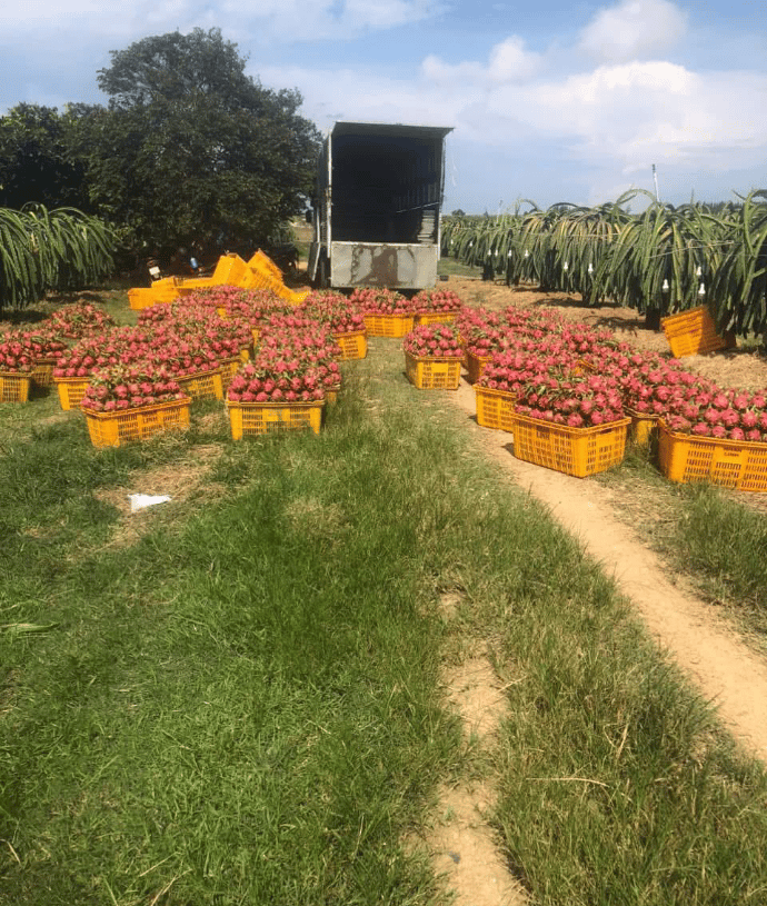 dragon fruit harvest