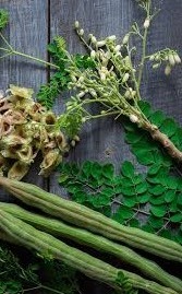 Start cultivating drumstick trees known as miracle tree moringa farming