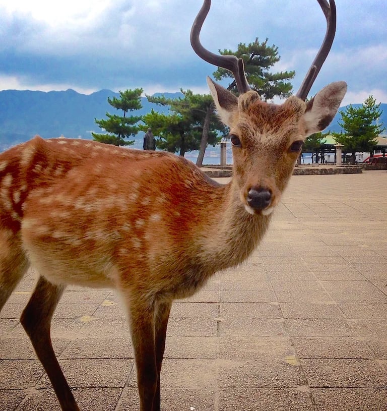 a deer on island in Japan