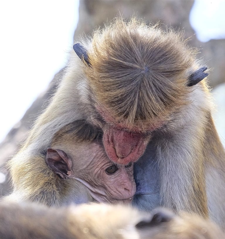 a monkey mother and baby monkey 
