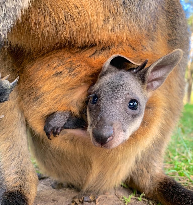 joey a baby kangaroo in pouch