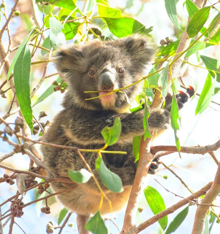 a koala eating gum leaves