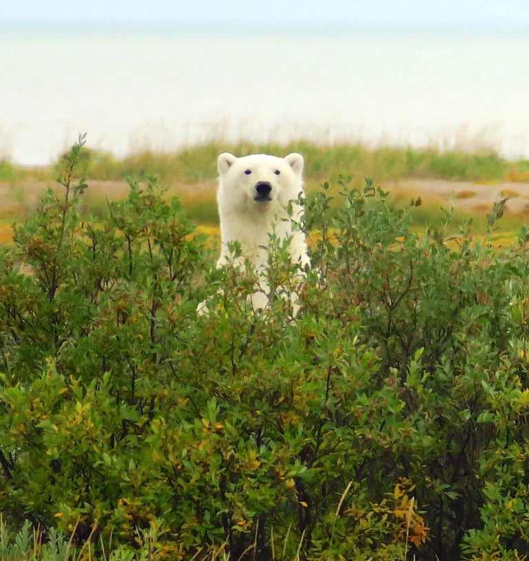 a polar bear in the wild