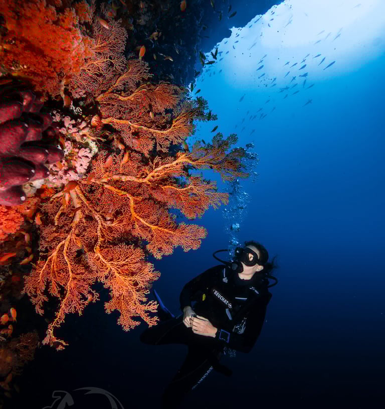 a person in a scuba suit is looking at a coral reef