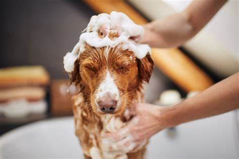 BANHO E TOSA CORTE UNHA LIMPEZA ORELHA TOSA TESOURA DAY CARE PET