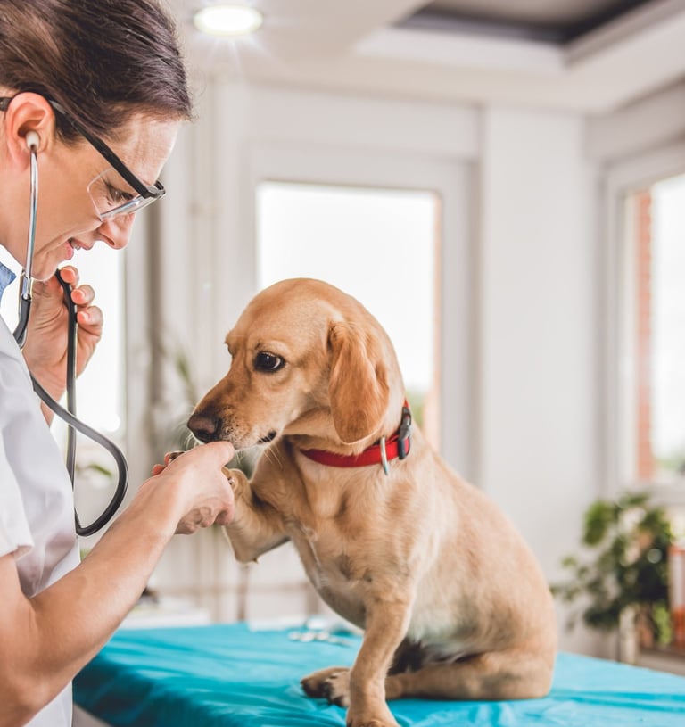 Consultório Veterinário vacinas, medicamentos pet DAY CARE PET