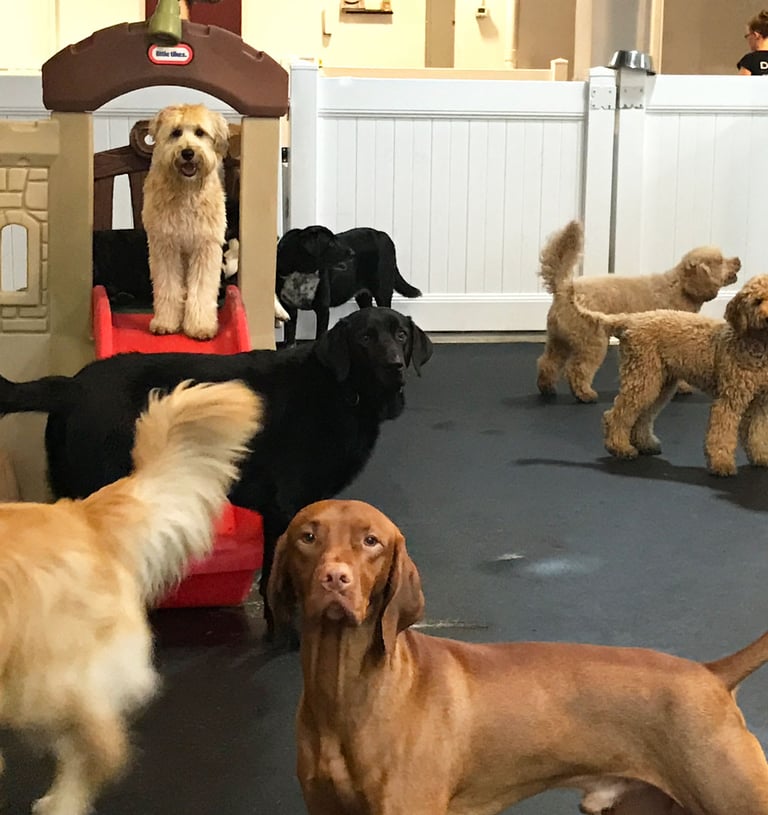 CRECHE ESCOLA PET CRECHA DAY CARE PET