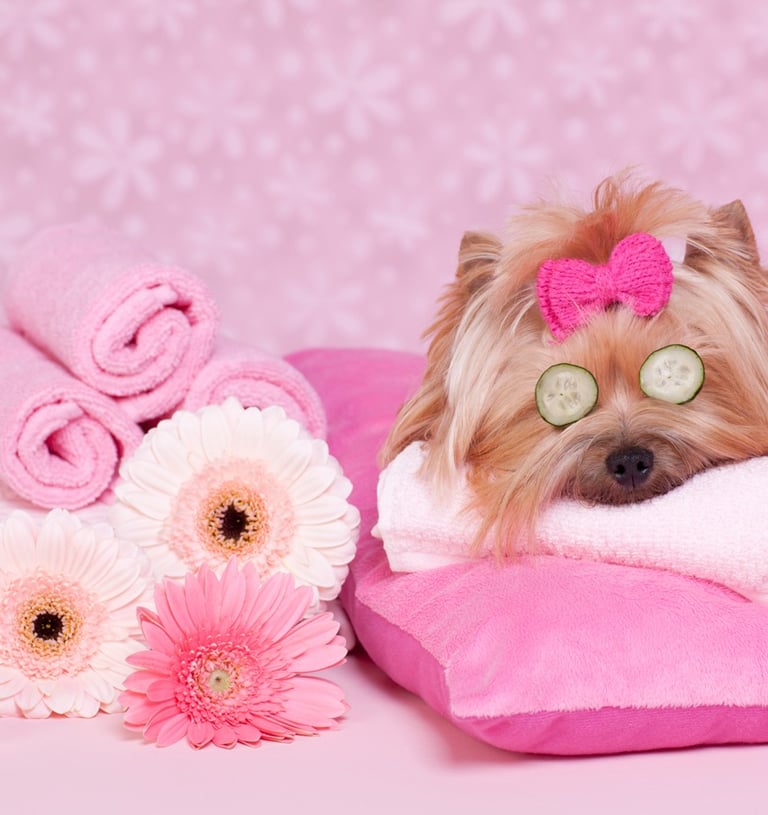 PET SPA OFURÔ PET MASSAGEM DAY CARE PET