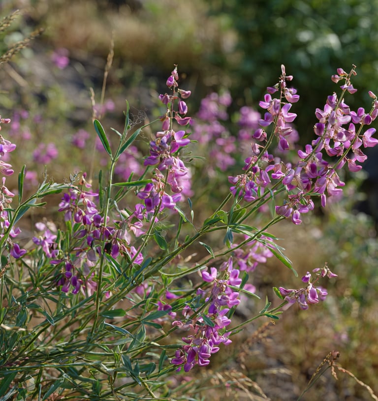 Lespedeza