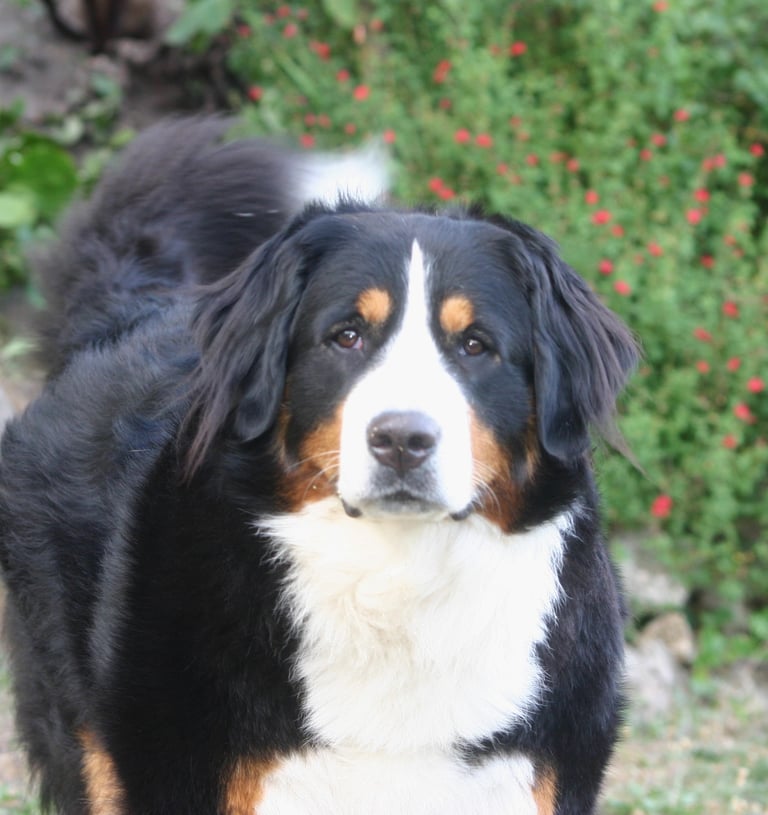 a dog is standing in the grass near a bush