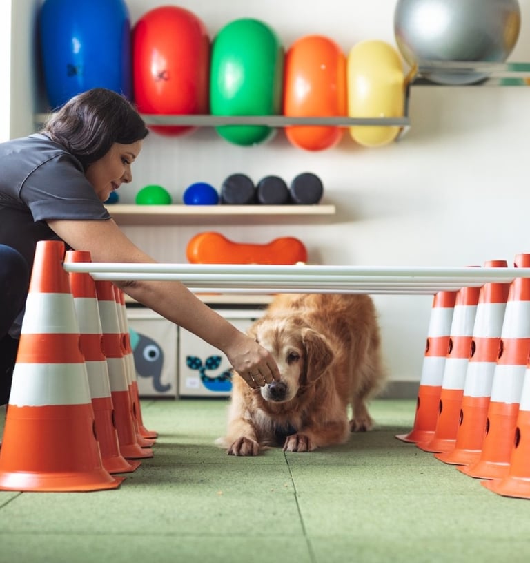 veterinario-no-jardim-sao-paulo
