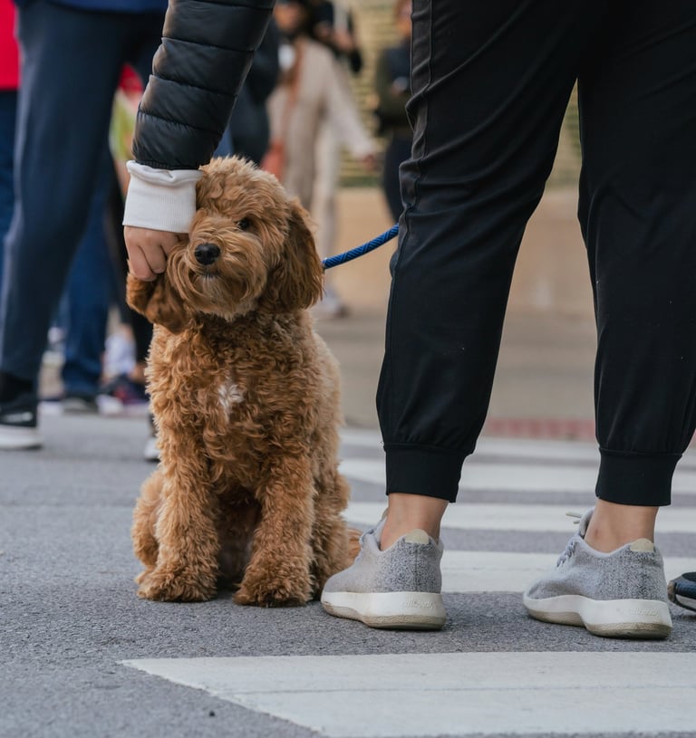 Small goldendoodle on leash