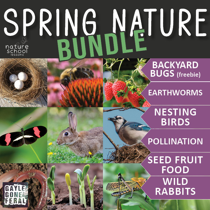 Spring nature bundle curriculum featuring bugs, birds, pollination, and wild rabbits for kids' outdoor learning.