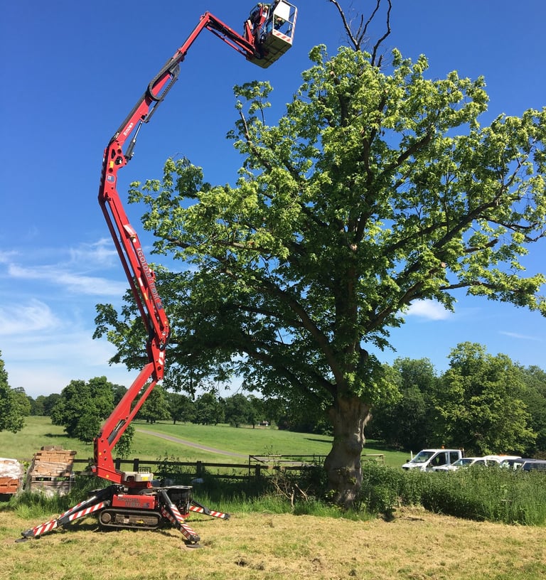 MEWP aerial pruning