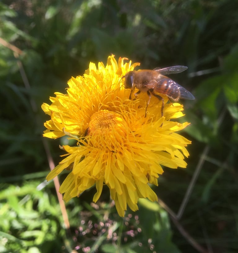 Löwenzahn Rezepte Detox im Frühling