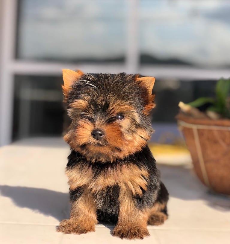 Filhote de Yorkshire Terrier premium em Curitiba com pedigree oficial