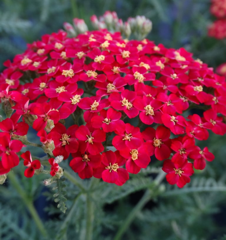 Kraujažolė dekoratyvinė su raudonais žiedais